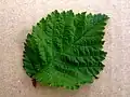 'Dehesa de Amaniel' leaf