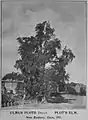 'Plotii', Banbury, 1911 (two contiguous trees)