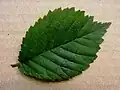 'Retiro' leaf