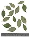 Pressed leaves of Bruntsfield Links specimen