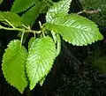 Smooth-leaved elm foliage, May