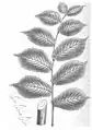 Leaf-drawing (1848) of Osborne and Morren's 'Superba', leaves to 26 × 15  cm.