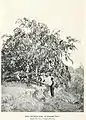 Ulmus parvifolia, State Nursery, Campbelltown, New South Wales (c.1908)