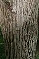 Mature trunk bark