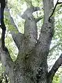 Branching of same