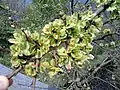 'Major' samarae