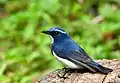 Ultramarine flycatcher