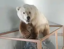 A taxidermied brown and white bear