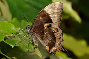 Image 16Papilio ulyssesPhoto credit: Fir0002The Ulysses Butterfly (Papilio ulysses) is a large Australian swallowtail with a wingspan of about 14 cm (5.5 in). The top of the butterfly’s wings are an iridescent electric blue; the underside is a more subdued black and brown coloration. When the butterfly is perched the intense blue of its wings is hidden (as seen here), helping it to blend in with its surroundings.More selected pictures