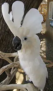 With extended crest, demonstrating the semi-circular shape of the crest feathers