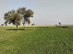Fields of Cabbage in Umeed Ali Junejo village