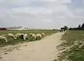 Dirt road through Umm Batin