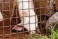 A pig in the Kinshasa Zoological Garden