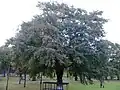 Osier-leaved clone, Leith Links, Edinburgh