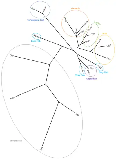 Unrooted CXorf65 Phylogenetic Tree