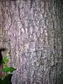 Bark of mature tree