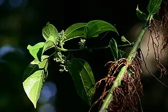 Flowers and adventitious roots