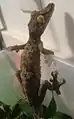 Giant leaf-tailed gecko(Uroplatus fimbriatus)