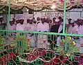 Urs Syed Machiliwale Shah at Kachiguda, Hyderabad, India.  Moulana Ghousavi Shah and Shaheed Peeran with others can be seen.