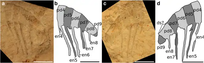 Referred specimen from the Carrara Formation