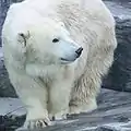 Polar bear