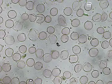 Processed Urtica dioica pollen, 40x