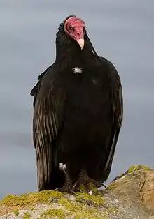 Large black bird with red, unfeathered head, perched on a rock and sitting looking to right of cameraman