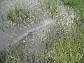 Utricularia aurea in a rice paddy