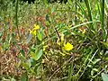 Horned bladderwort