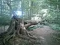 Fallen trees are often left to decay in order to increase and sustain the biodiversity.