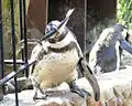 Penguin feeding time