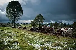 Cattle grazing in the Rupanco area.