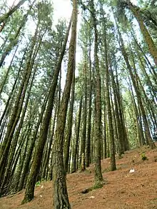 Pine forest in Vagamon, southern Western Ghats, Kerala (India)