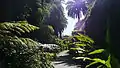 The entrance surrounded by heliconias and tree-ferns.