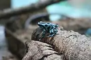 Poison dart frog in Saito Centre