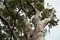 Tingle tree crown Walpole-Nornalup National Park