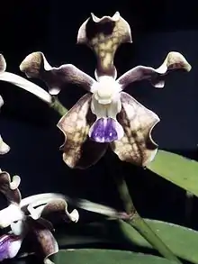 Vanda tessellata, one of the orchids found in Odisha