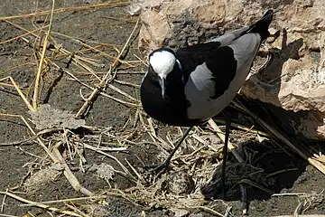 Adult, nest and egg in Tanzania