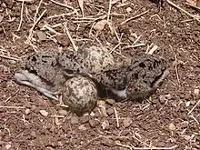 Chicks and eggs on a scrape nest. The young hatch in synchrony and the cryptically plumaged chick typically lies still when alarmed.