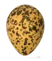 Classic oval bird egg (Spur-winged lapwing)