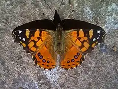 Vanessa carye,western painted lady