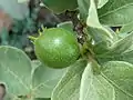Vangueria parvifolia