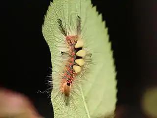 late instar larva on rose leaf