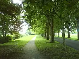 An avenue in Varennes-le-Grand