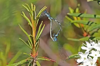 mating, with female blue form