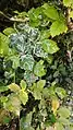 Variegated English Elm sucker leaves, Leek Wootton, Warwickshire (July 2018)