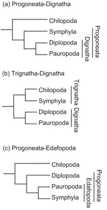 Image 18Some of the various hypotheses of myriapod phylogeny. Morphological studies (trees a and b) support a sister grouping of Diplopoda and Pauropoda, while studies of DNA or amino acid similarities suggest a variety of different relationships, including the relationship of Pauropoda and Symphyla in tree c. (from Myriapoda)