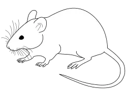 Line drawing of a laboratory mouse