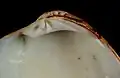 Veneridae: Pitar hinge