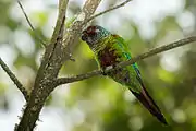 A green parrot with a black head and a red tail with a white eye-spot